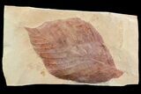 Red Fossil Leaf (Hickory) - Montana #75807-1